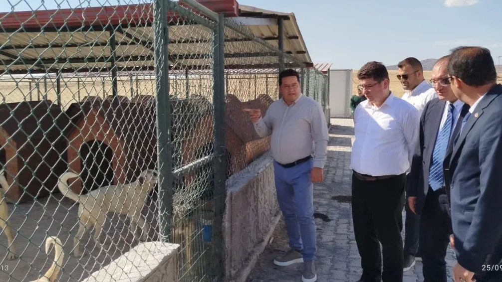 Bolvadin'de Başıboş Köpekleri Topladılar Sonra Gidip İncelediler