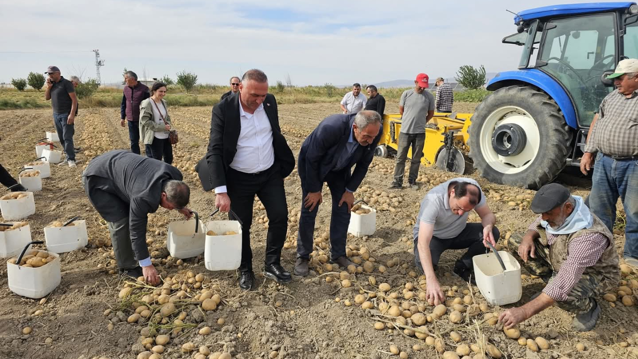 Çay'da Dekar Başına 4 Ton Patates! Hasat Başladı