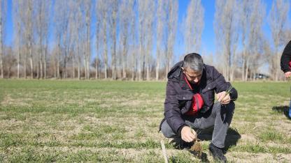 Çay’da Hububat Ekili Alanlarda Kontroller Yapıldı