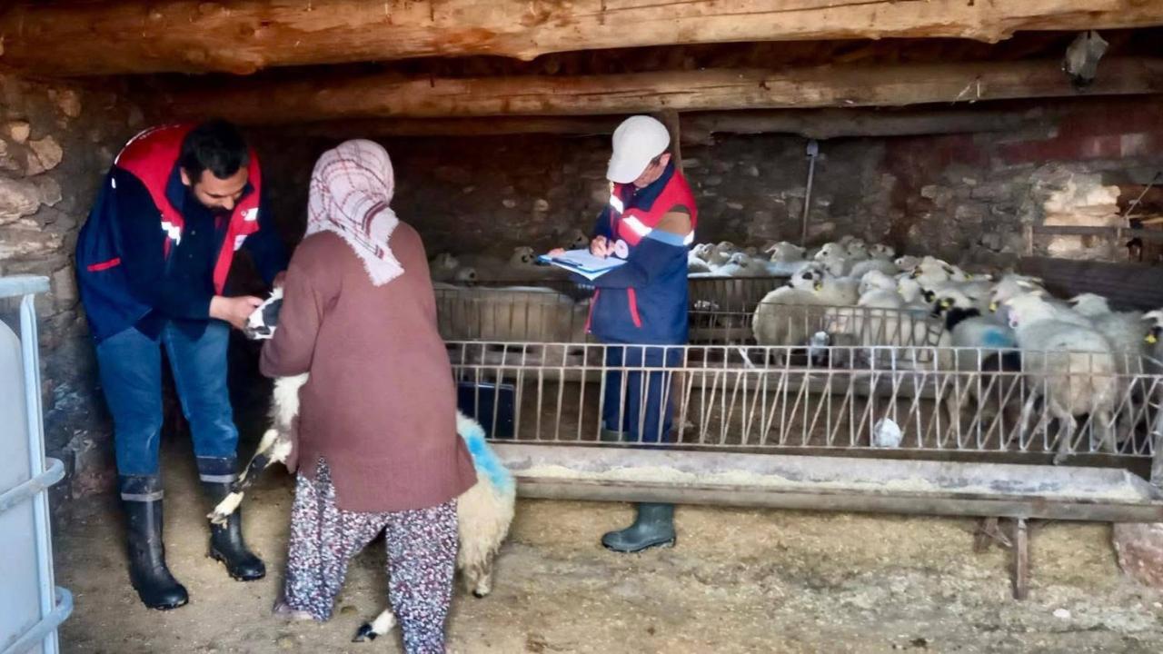 Afyon’da Kuzu Kontrolleri Aralıksız Devam Ediyor