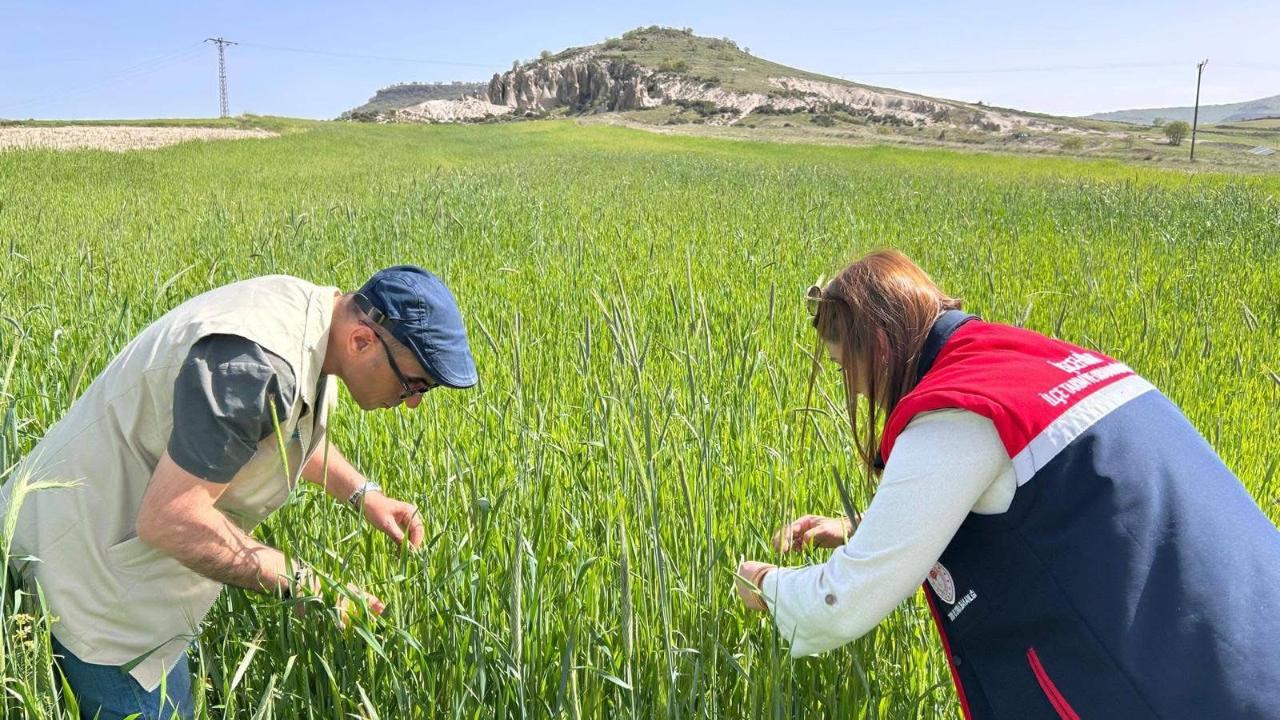Afyonkarahisar’da Hububat Tarlalarında Sıkı Takip: Hastalık, Zararlı ve Süne Kontrolleri Sürüyor