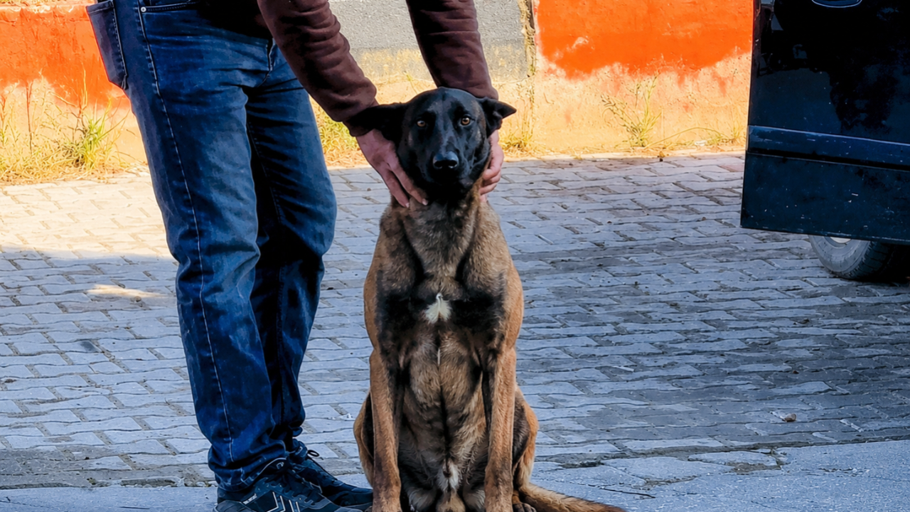 Başıboş Köpek Dehşeti: Dazkırı’da Kadının Kolu Koptu