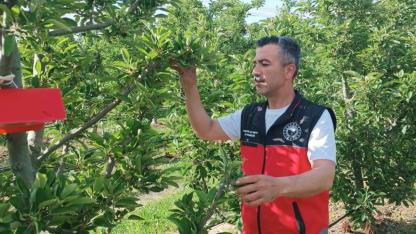 Sultandağı’nda Meyve Bahçelerinde Zararlı Takibi Sürüyor