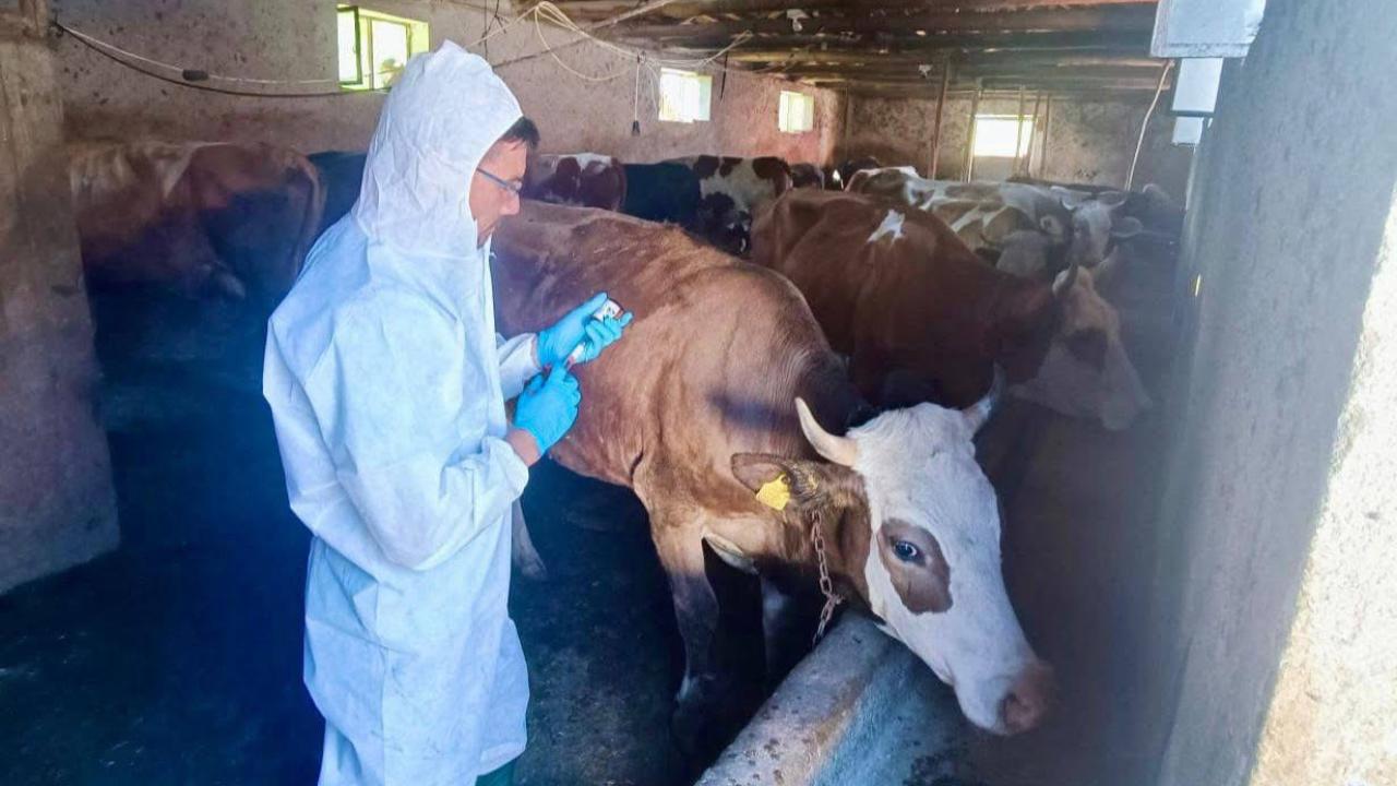 Çay’da Şap Hastalığı İle Mücadele Aralıksız Sürüyor
