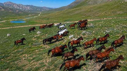 Emirdağ’da Yılkı Atları Fotokapanlarla Korunacak